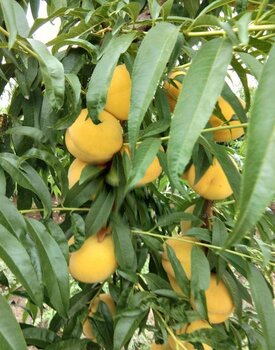 桃子樹苗-陜西延安桃子樹苗基地-桃子樹苗新品種